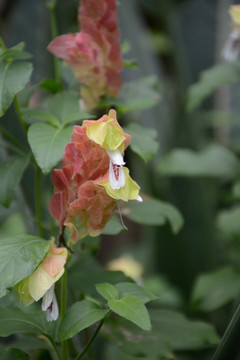 金苞花