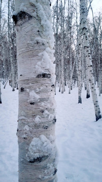 冬季白桦树杆