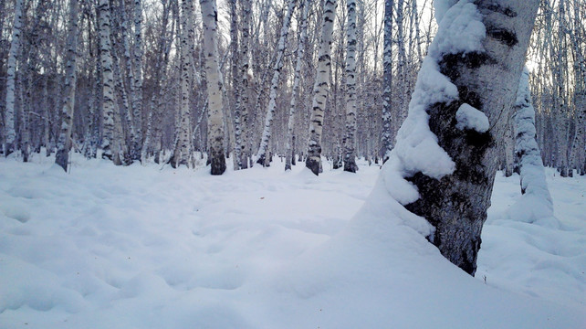 冬季积雪白桦林
