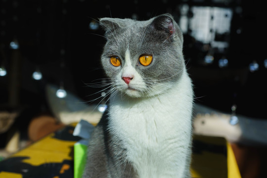 猫