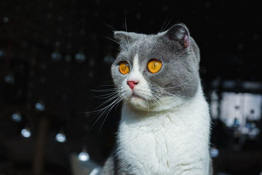 猫
