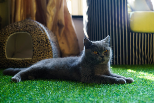 猫