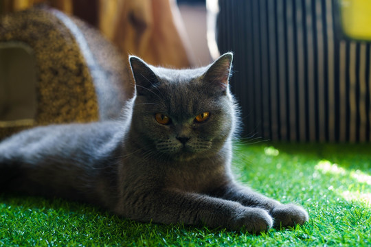 猫