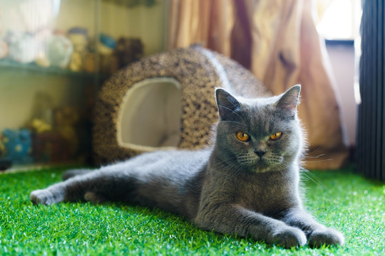 猫