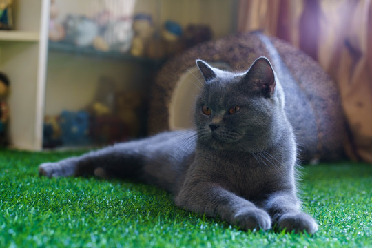 猫