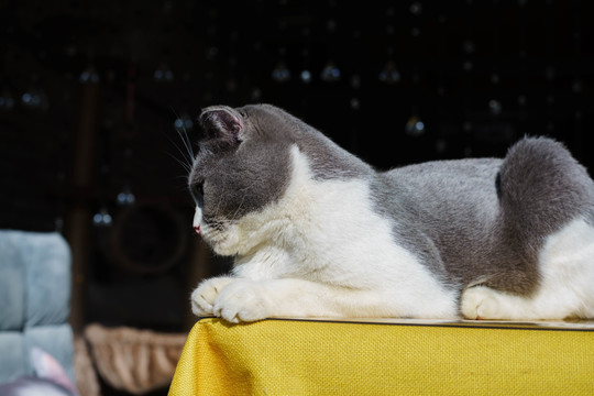 猫