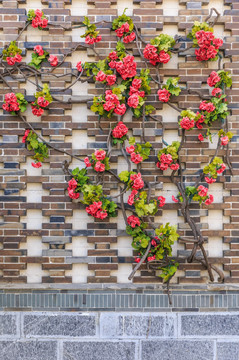 高清 植物墙 藤蔓墙 砖墙