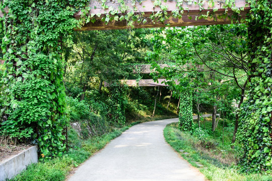 林间道路