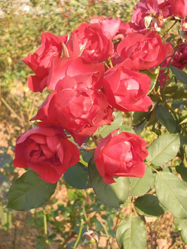 玫瑰花
