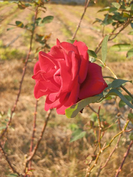 玫瑰花