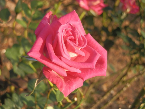 玫瑰花
