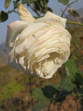 玫瑰花
