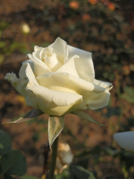 玫瑰花