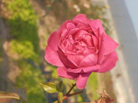 玫瑰花
