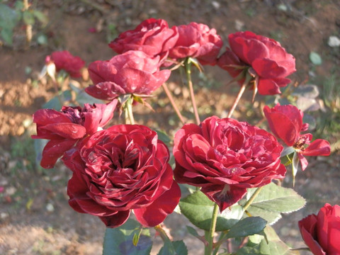玫瑰花