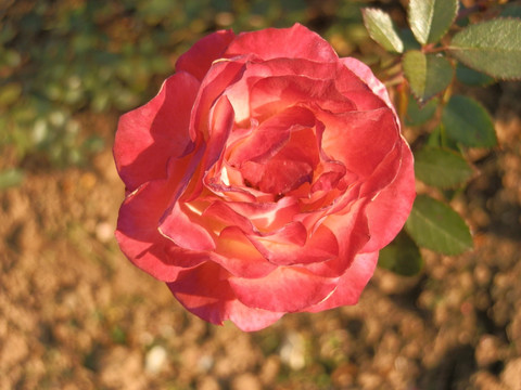 玫瑰花