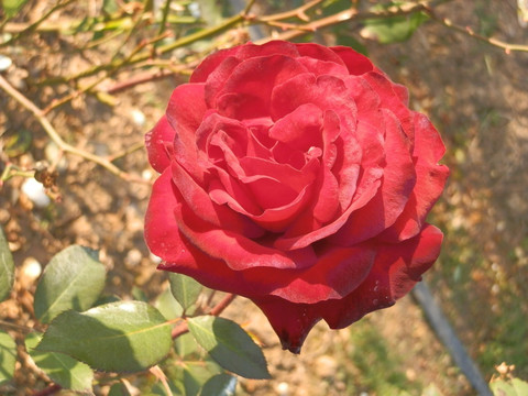 玫瑰花
