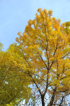 色彩斑斓的树叶