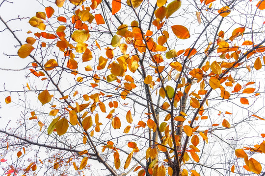 红叶素材 阳光树叶 秋天景色