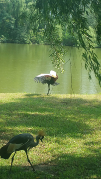 动物园湖边丹顶鹤