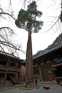 晋城青莲寺千年子母柏树