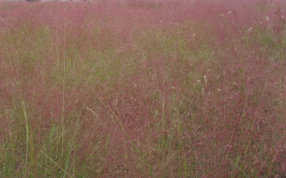 紫色的草地背景素材