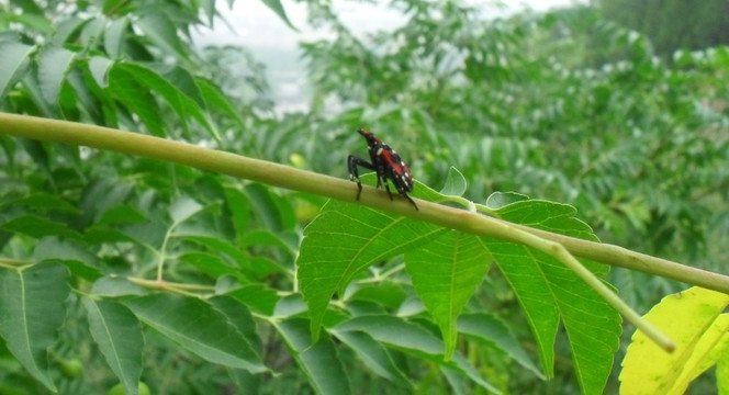 树枝上的斑衣蜡蝉幼虫