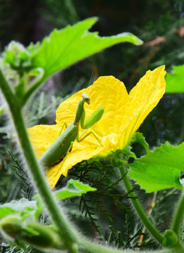 黄色花朵上的螳螂