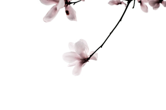 玉兰花