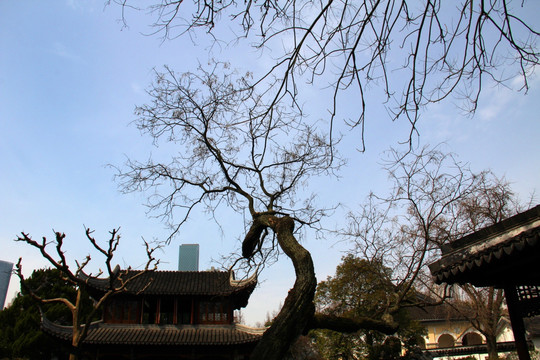 南京 总统府 中式园林建筑