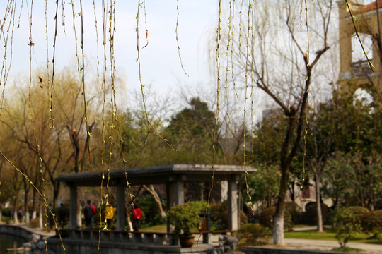 南京 总统府 中式园林