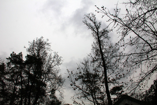 冬日南京 钟山风景区 老树