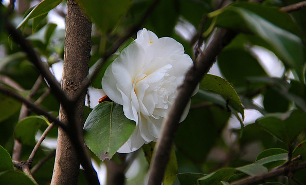 白花 绿叶