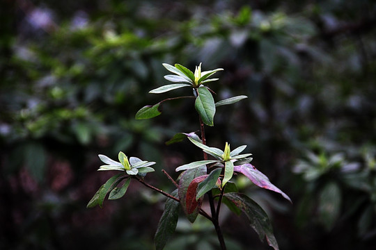 嫩叶 小草