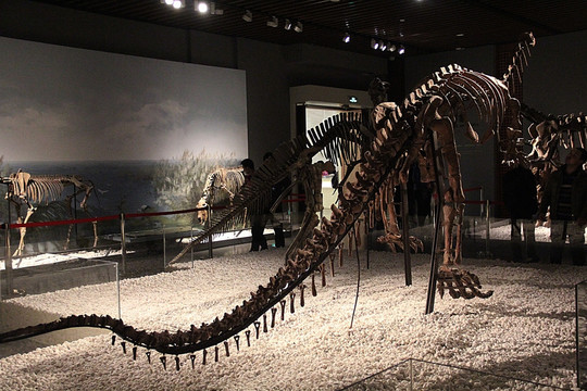 南京博物院 恐龙化石