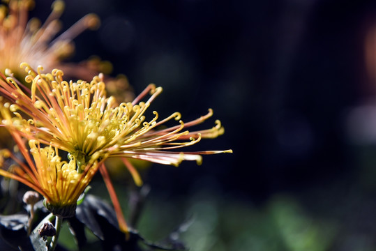 菊花 秋菊 邹菊 秋色