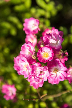 紫色小花