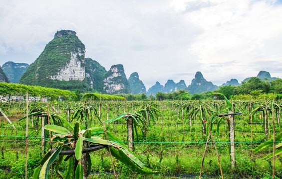 广西火龙果种植基地 火龙果园