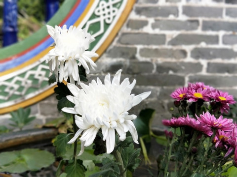 菊花