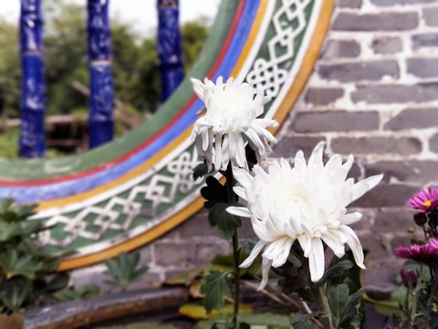 菊花