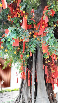 祈福树