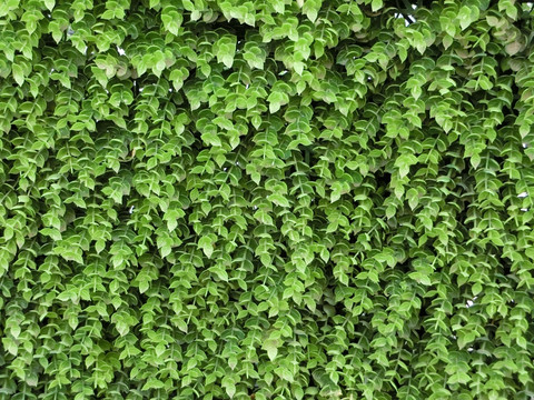 装饰绿叶墙