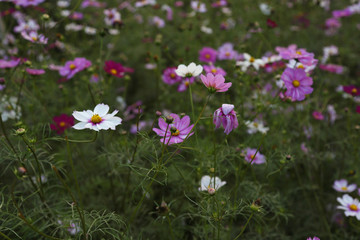 格桑花