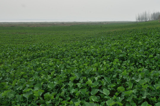 农田 油菜 油菜地