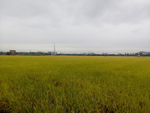 田园风光