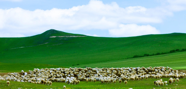 山地草原羊群