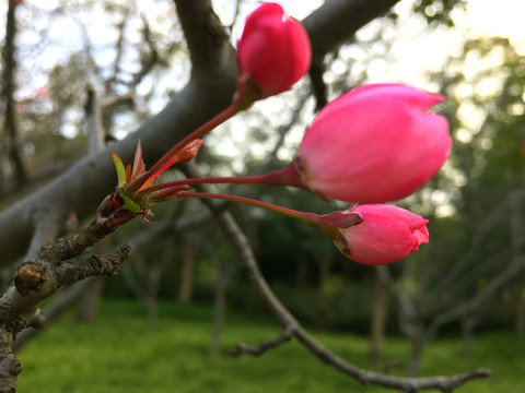 花苞