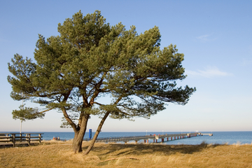 海边沙滩老树