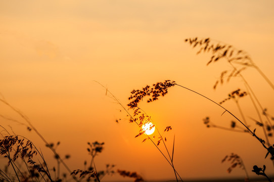 秋天 秋色 茅草 夕阳 落日