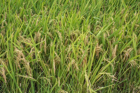 水稻 水稻田